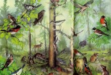 Photo of Удивительные лесные флора и фауна