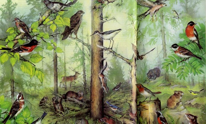 Photo of Удивительные лесные флора и фауна