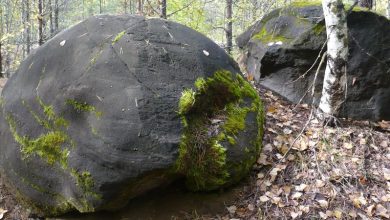 Photo of Леса, где время остановилось