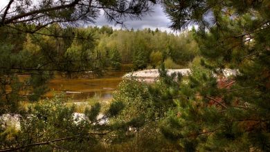 Photo of Лесные резерваты в городе