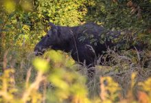 Photo of Лесные острова живой природы