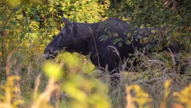 Photo of Лесные острова живой природы