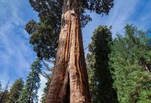 Photo of Лесные гиганты – величественные деревья