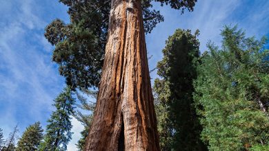 Photo of Лесные гиганты – величественные деревья