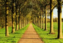 Photo of Лесные аллеи великих деревьев