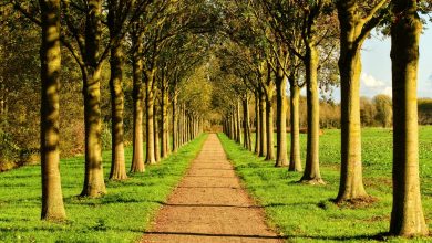 Photo of Лесные аллеи великих деревьев