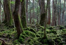 Photo of Загадочные леса: тайны природы