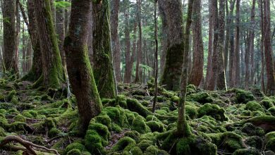 Photo of Загадочные леса: тайны природы