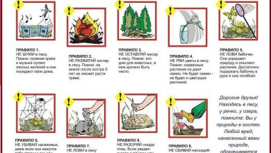 Photo of Охрана природы в городских лесах
