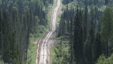 Photo of Запретные леса: мир без человека