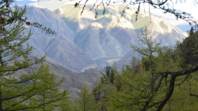 Photo of Лесные заповедники: богатство биоразнообразия
