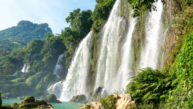 Photo of Лесопарки мира: роль в сохранении природы