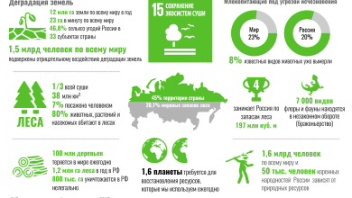 Photo of Сохранение лесных экосистем