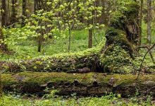 Photo of Таинственные леса: стражи природы