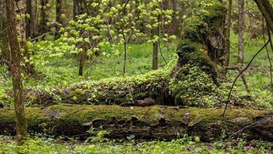 Photo of Таинственные леса: стражи природы