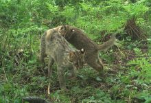 Photo of Лесные уголки: приют для дикой фауны