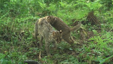 Photo of Лесные уголки: приют для дикой фауны