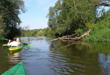 Photo of Лесопарки для экотуризма