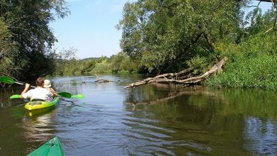 Photo of Лесопарки для экотуризма