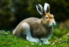 Photo of Заповедные леса: оазис для животных