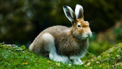 Photo of Заповедные леса: оазис для животных