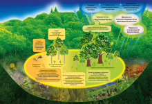 Photo of Лесопарки: сохраняем биоразнообразие