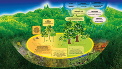 Photo of Лесопарки: сохраняем биоразнообразие