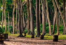 Photo of Лесные реликтовые деревья и кустарники