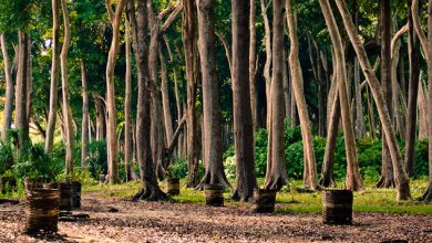 Photo of Лесные реликтовые деревья и кустарники
