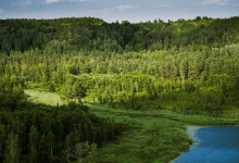 Photo of Недоступные лесные угодья дикой природы