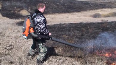 Photo of Сохранение лесных ресурсов в заповедниках