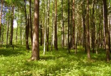 Photo of Охраняемые лесные массивы в городе