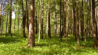 Photo of Охраняемые лесные массивы в городе
