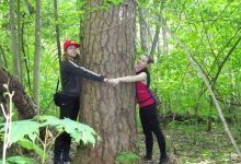 Photo of Охраняемые лесопарки и их роль