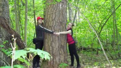 Photo of Охраняемые лесопарки и их роль