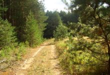 Photo of Лесные заповедники: уголки нетронутой природы