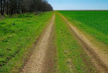 Photo of Городские лесополосы: мера защиты