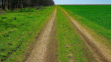 Photo of Городские лесополосы: мера защиты