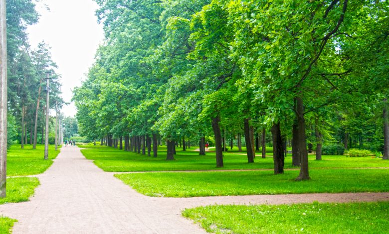 Photo of Лесопарки: природные сокровища