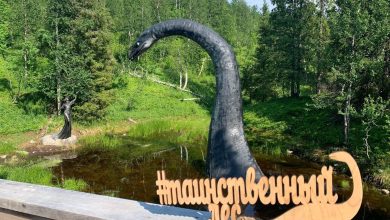 Photo of Таинственные лесные заповедники